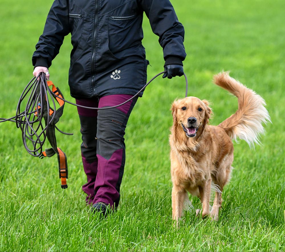 Golden Retriever on collar with handler waiting to start mantrailing