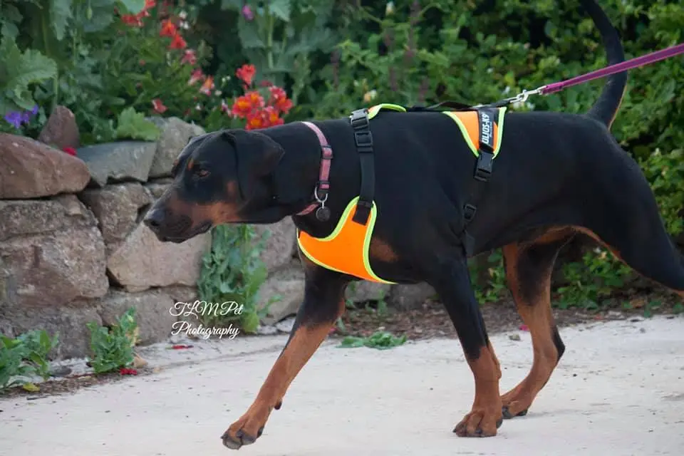 Doberman wearing a mantrailing specific harness