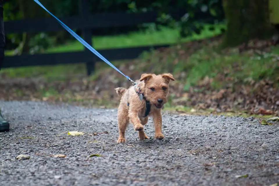 Patterdale Terrier using his nose to find the hidden person