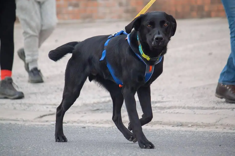 Labrador setting off to find his trail layer