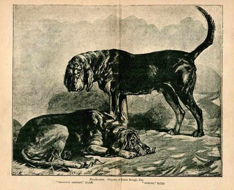 Image of Barnaby and Burgo the Bloodhounds used to help find Jack the Ripper.