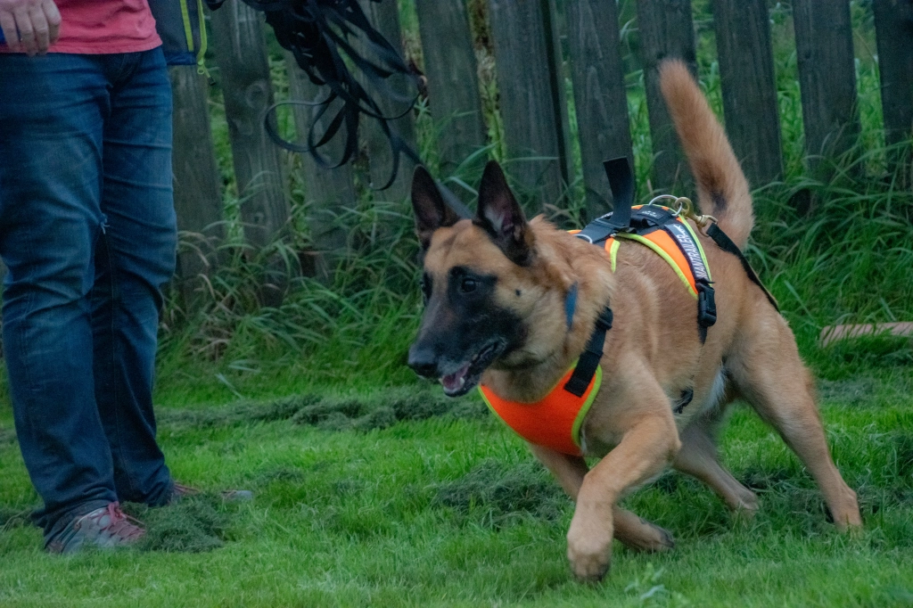 Belgian Malinois mantrailing to find its reward