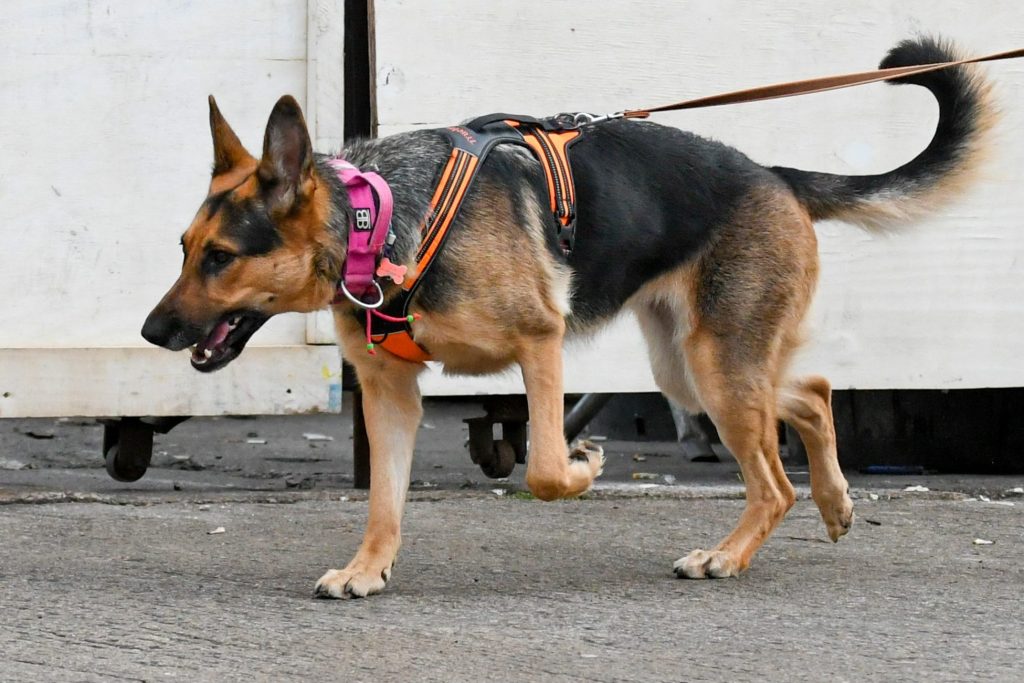 Lady in her Truelove harness