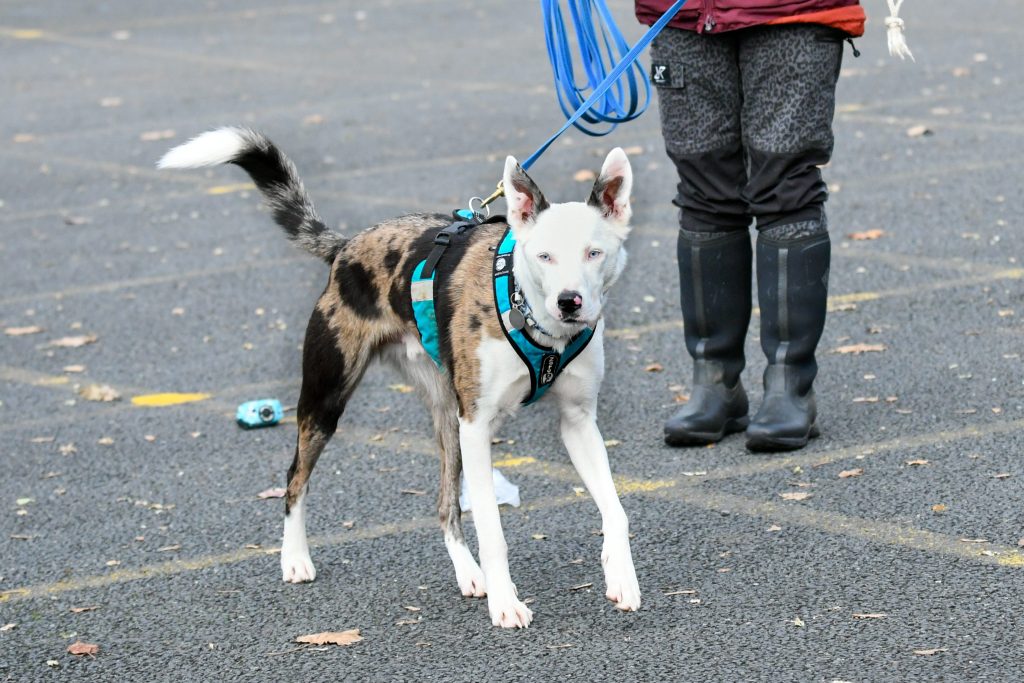Blue in his matching Zero DC Cani X Harness going mantrailing