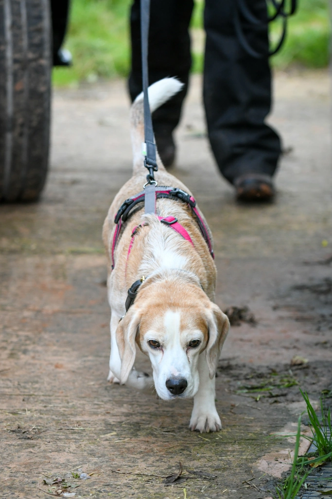 Beagle using its nose to find a hidden person