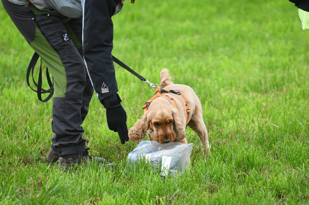 A Cocker Spaniel taking scent from a Scent Article at the start of a trail. 