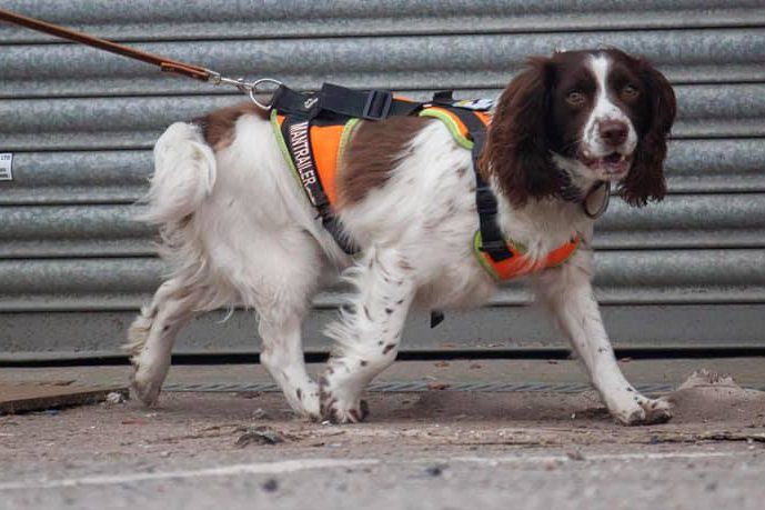 Nessa the Springer Spaniel mantrailing in a Julius K9 Mantrailing Harness