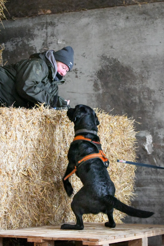 Labrador finding the trail layer hidden up high, and getting his food reward. 