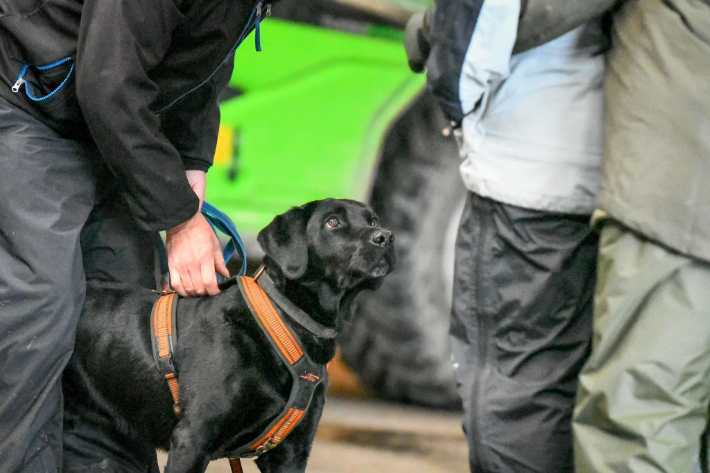 Fletcher in his Neggeloh harness