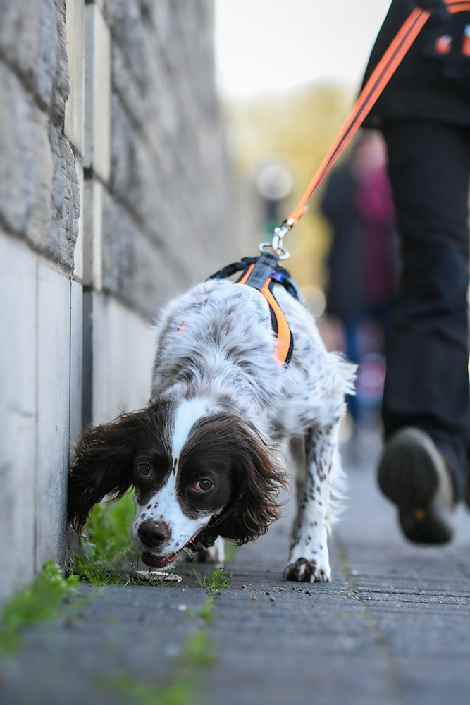 Cocker Spaniel mantrailing in a town coming into camera