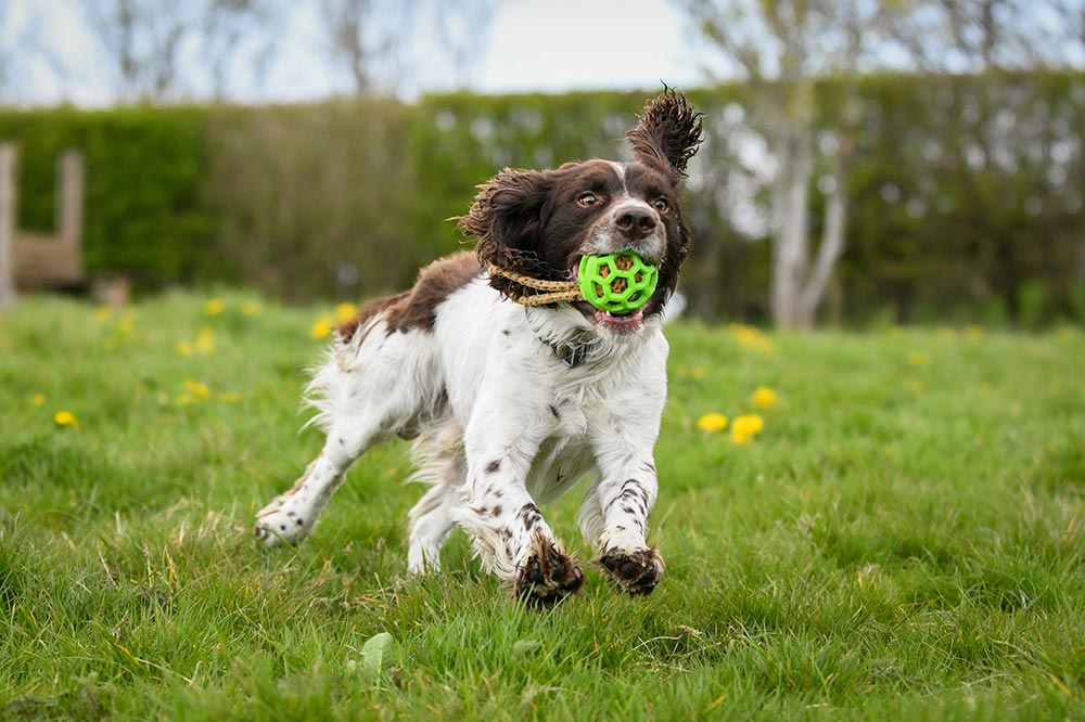 Springer Spaniel Playing with Tuggy Toy