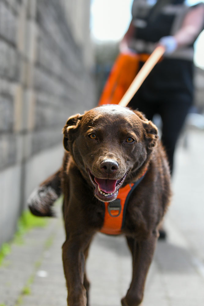 Labrador mantrailing in town in an orange mantrailing harness