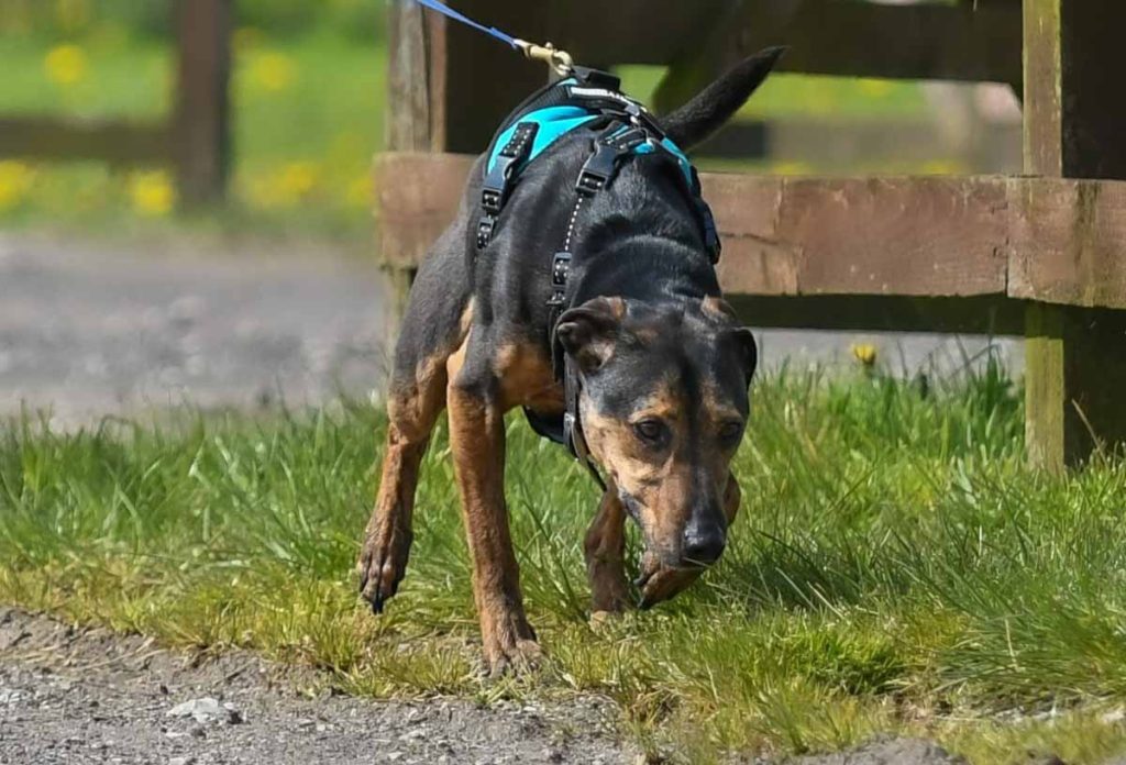 dog following a scent