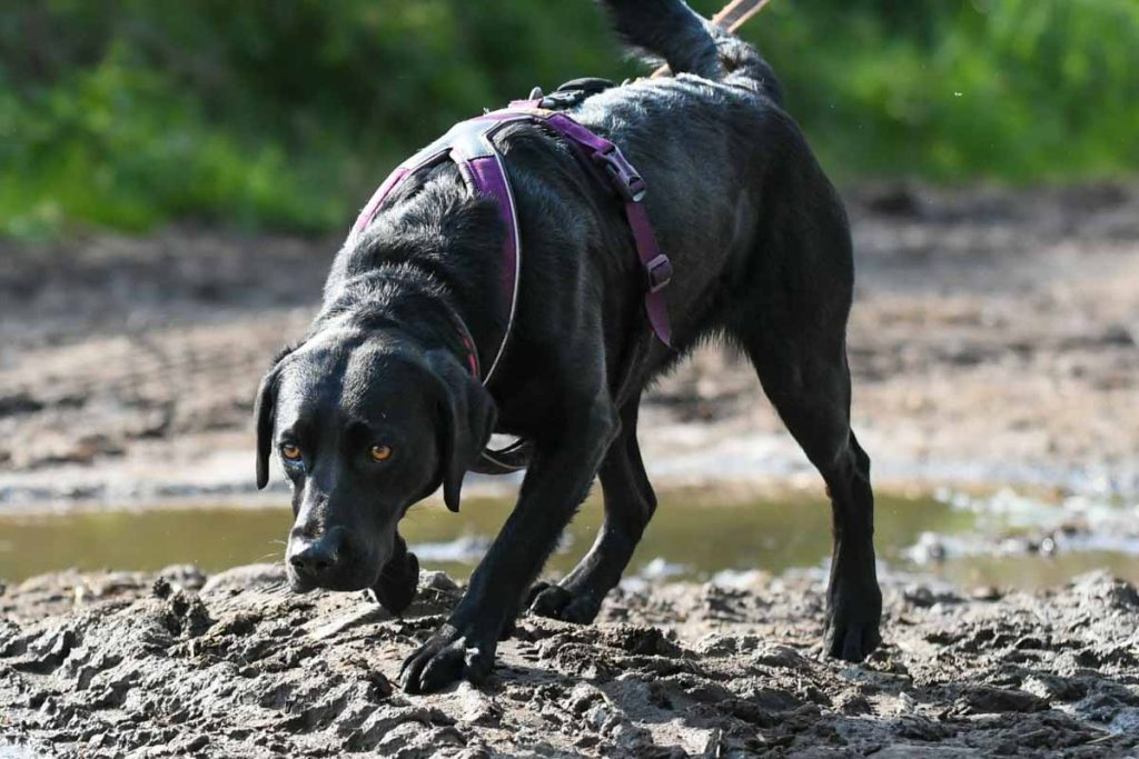 black dog trailing