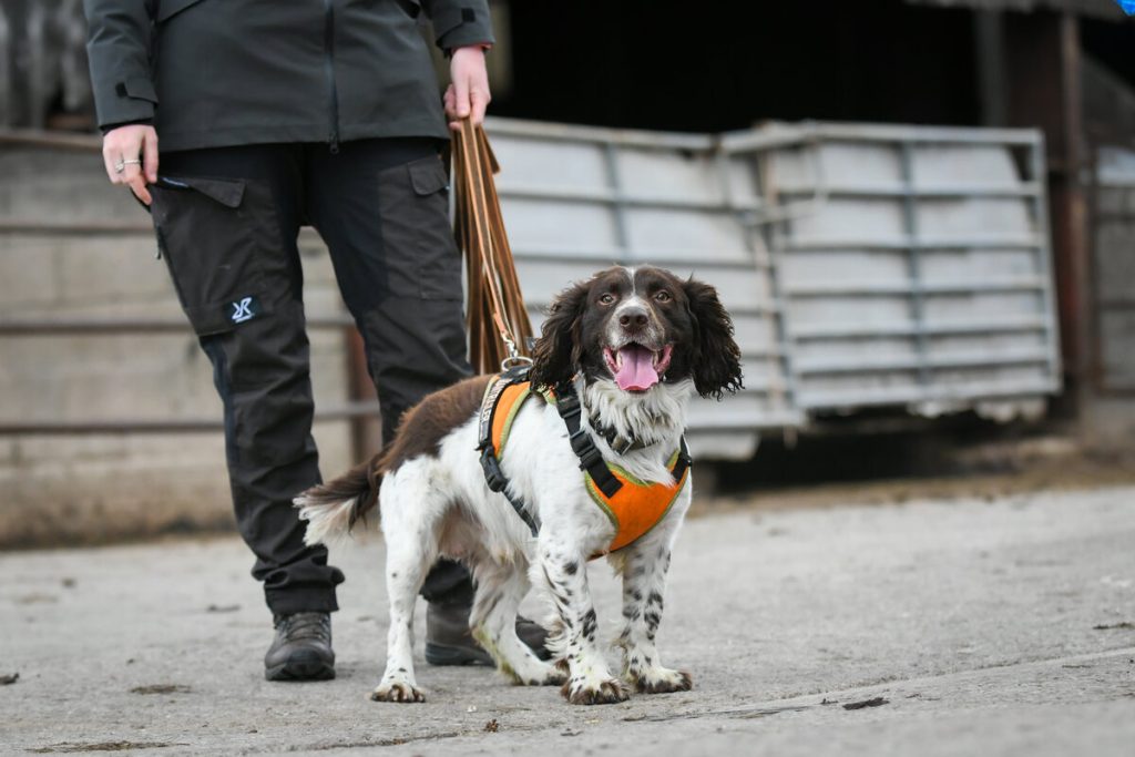Springer Spaniel looking at the camera waiting to start mantrailing with his owner. 