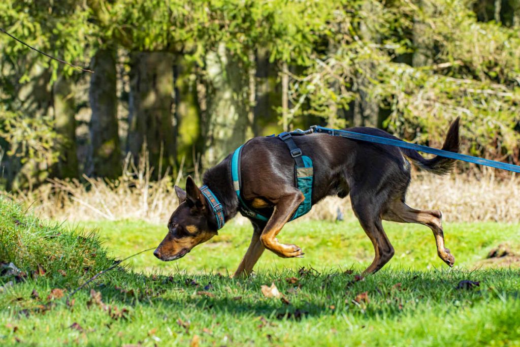 Australian Kelpie trailing after a hidden person while mantrailing, wearing a blue harness and long line. 