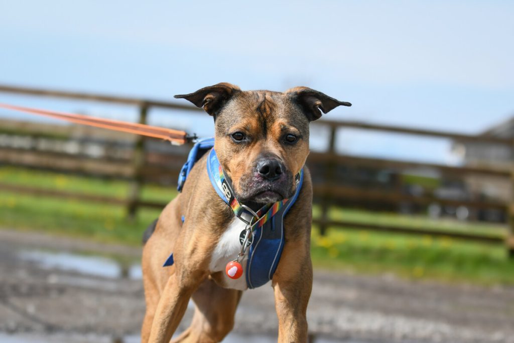 Bull Mastiff cross Boxer coming into camera while mantrailing