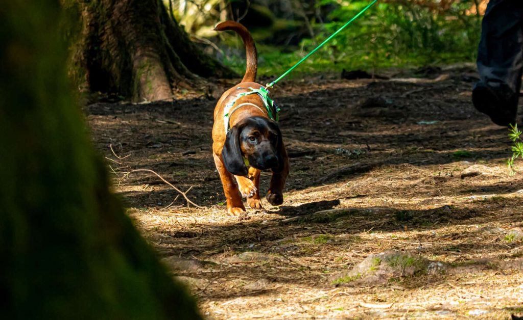Bavarian Mountain Hound puppy doing mantrailing on a green harness and long line in the wood.