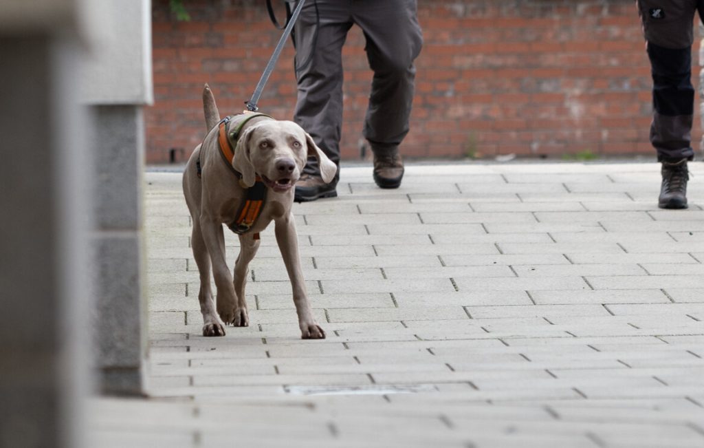 Weimaraner walking into camera on the hunt for a hidden person while mantrailing