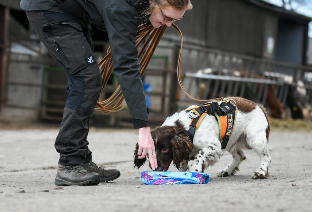 Handler getting her Springer Spaniel to take scent from a scent article on the ground