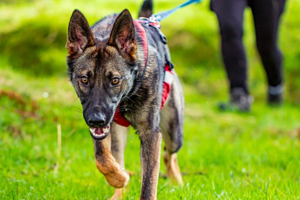 Mantrailing German Shepherd