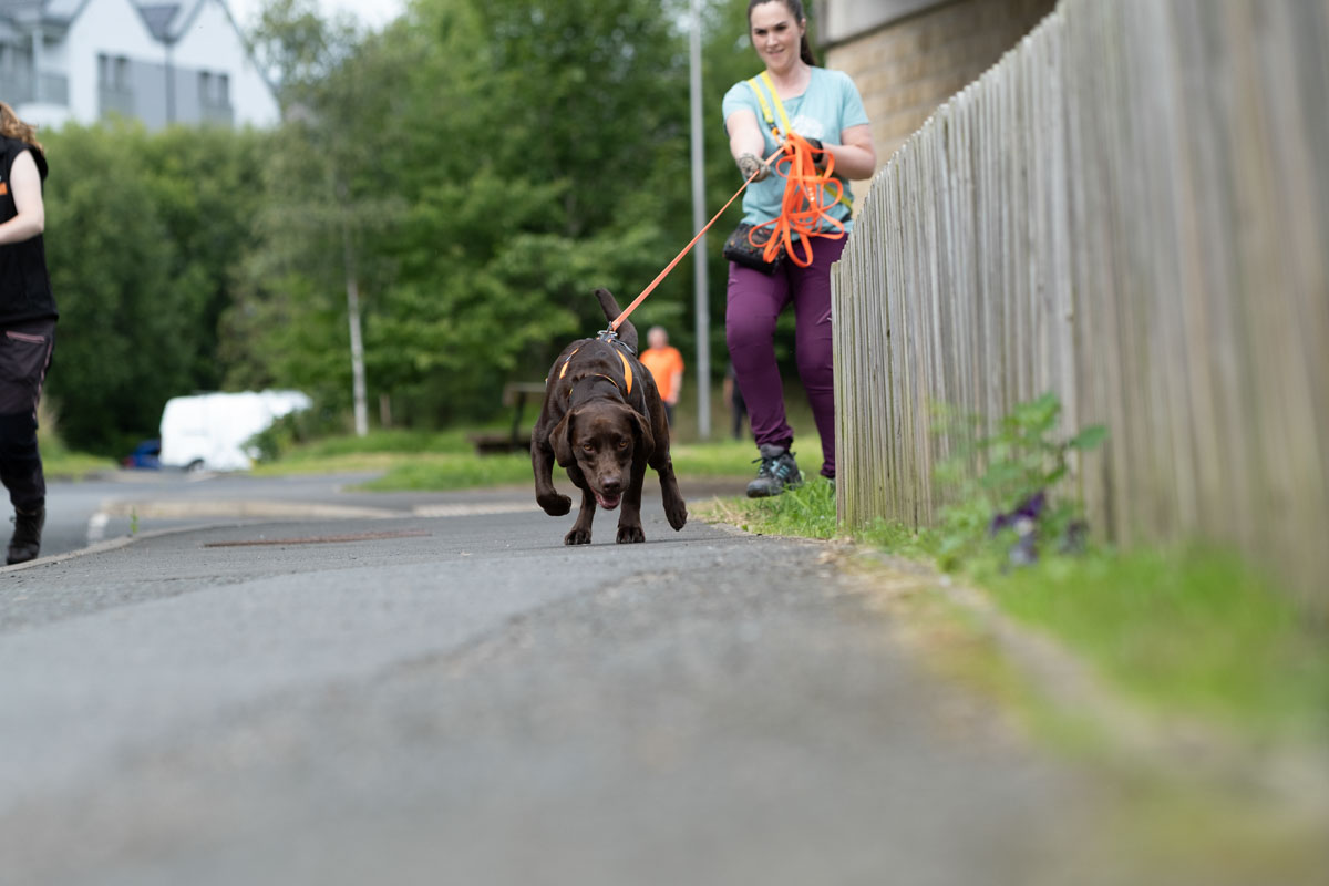 dog urban mantrailing