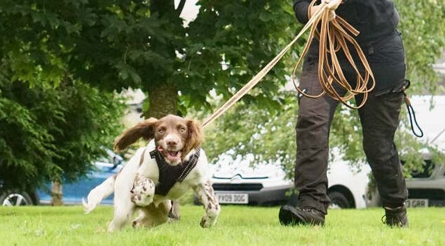 Springer Spaniel Puppy Mantrailing with owner.