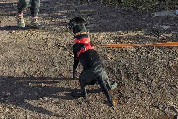 Labrador puppy learning to mantrail
