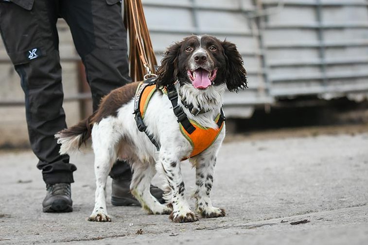Springer Spaniel getting ready to start a trail in mantrailing