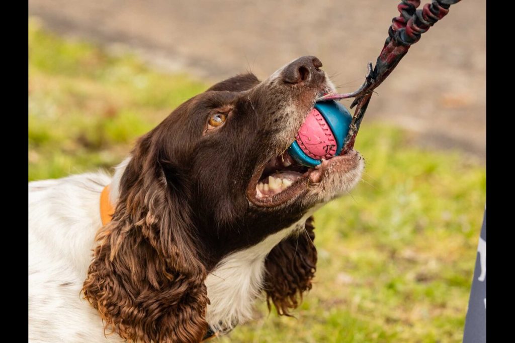 Springer Spaniel playing with a Tug e Nuff Toy