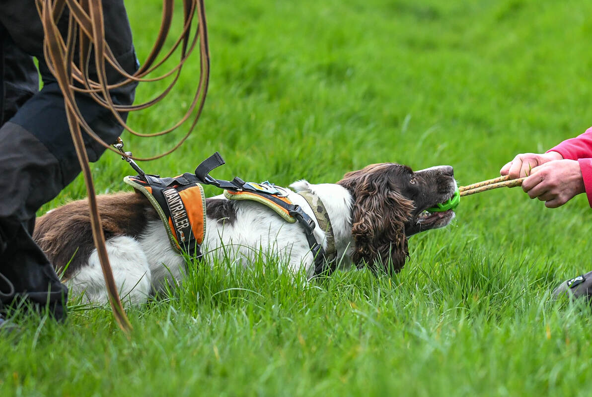 Springer Spaniel playing tuggy with a ball on a rope