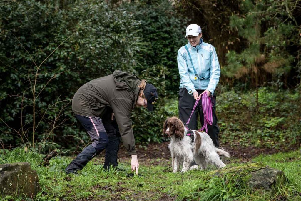 Springer Spaniel being shown the scent article in mantrailing