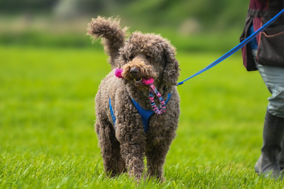Standard Poodle with Tug E Nuff Toy