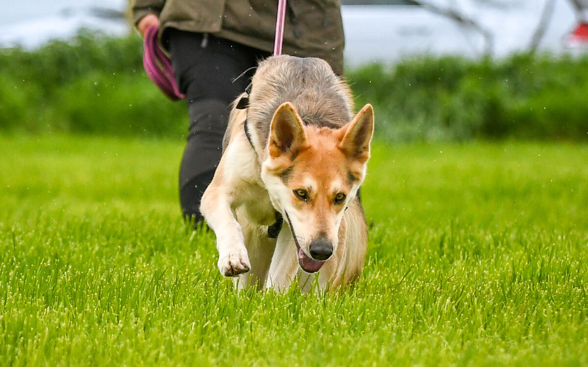 German Shepherd Mantrailing