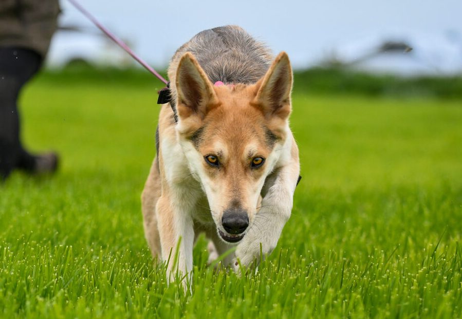 German Shepherd intensely mantrailing into the camera on a green field. 