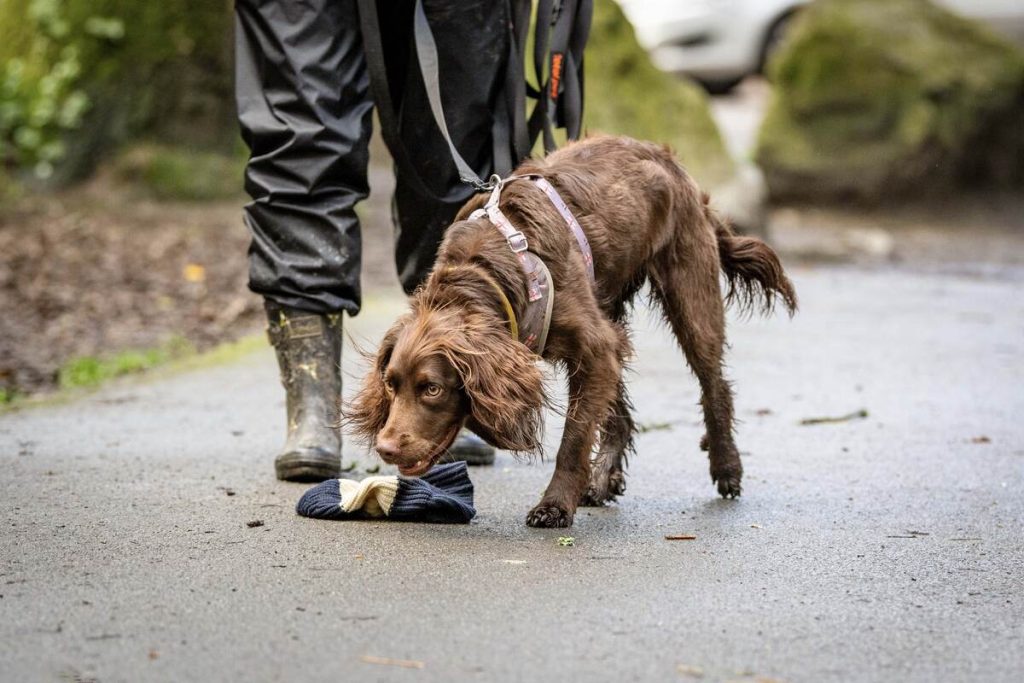 Cocker Spaniel taking scent from the scent article in mantrailing