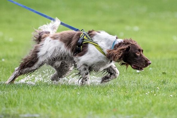 Springer Spaniel Mantrailing