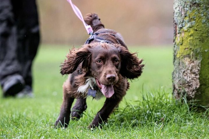 Sprocker Spaniel pulling into the harness when mantrailing