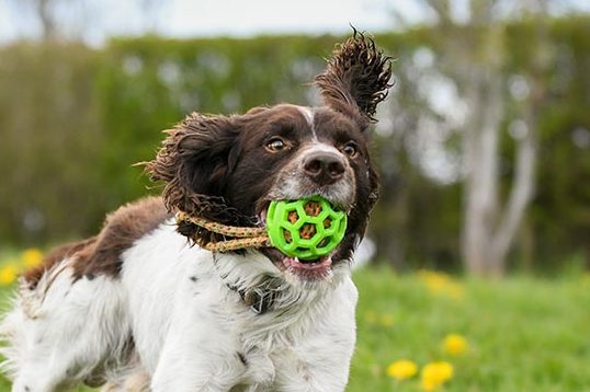 Springer Spaniel Playing with Tuggy Toy