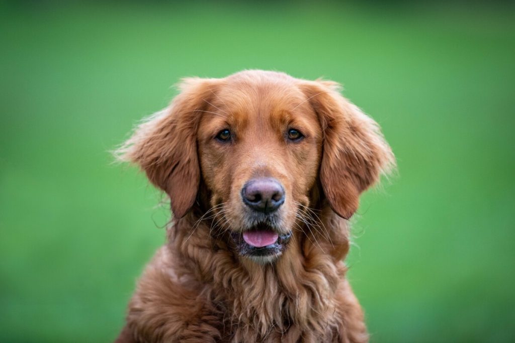 Golden Retriever Head Image after mantrailing