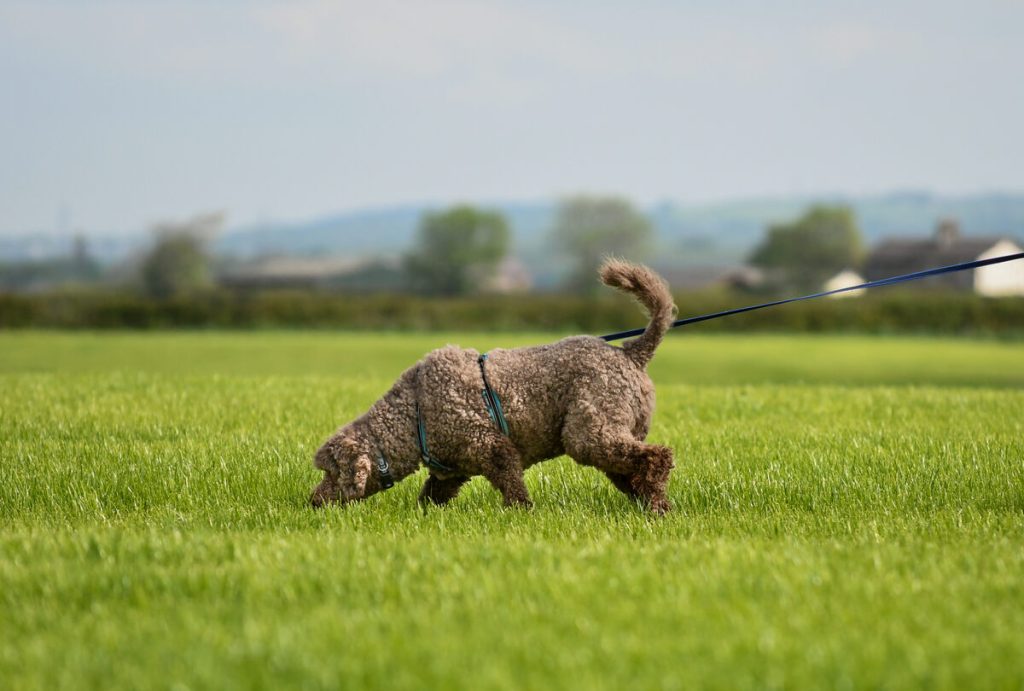 Standard Poodle Tracking