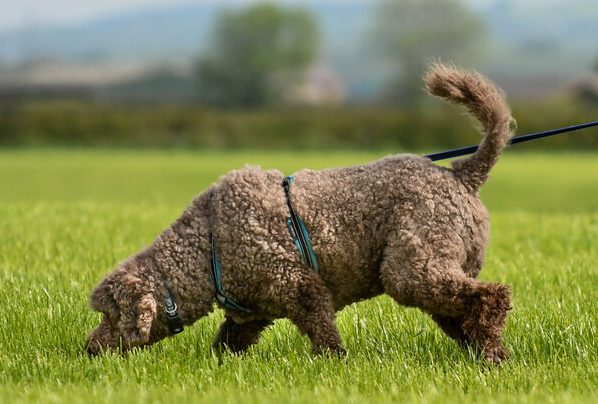 Standard Poodle Tracking across a grass field following human scent 