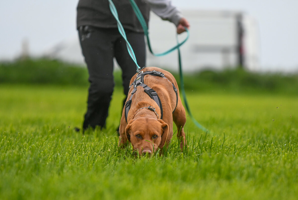 Labrador Pulling into the camera mantrailing