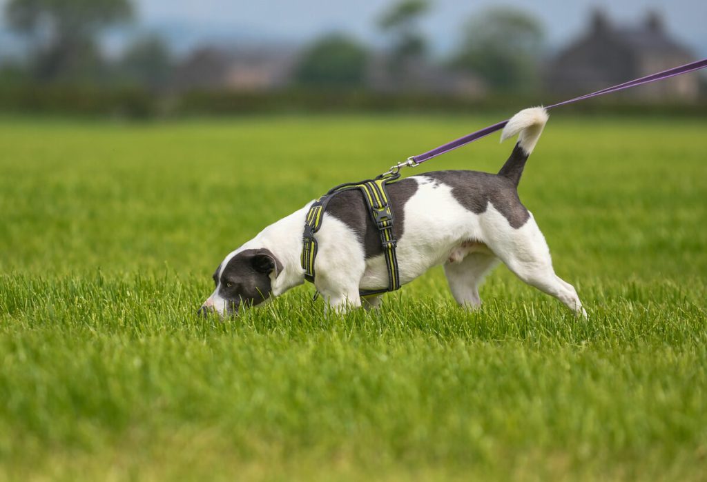 Staffordshire Bull Terrier x Border Collie learning about tracking on grass
