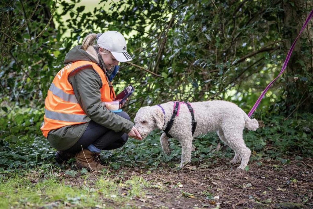 Spanish Water Dog finding a person mantrailing. 