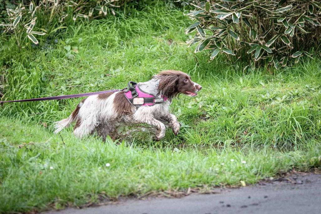 Springer Spaniel Crittering on the Trail in Mantrailing