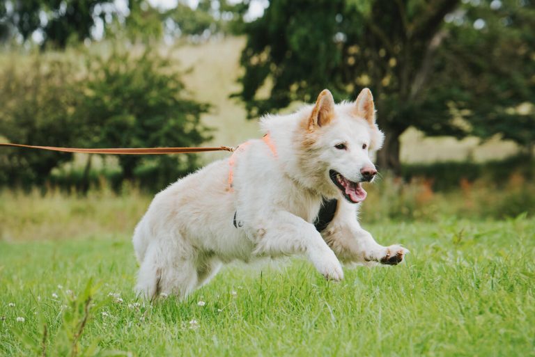 White German Shepherd Mantrailing