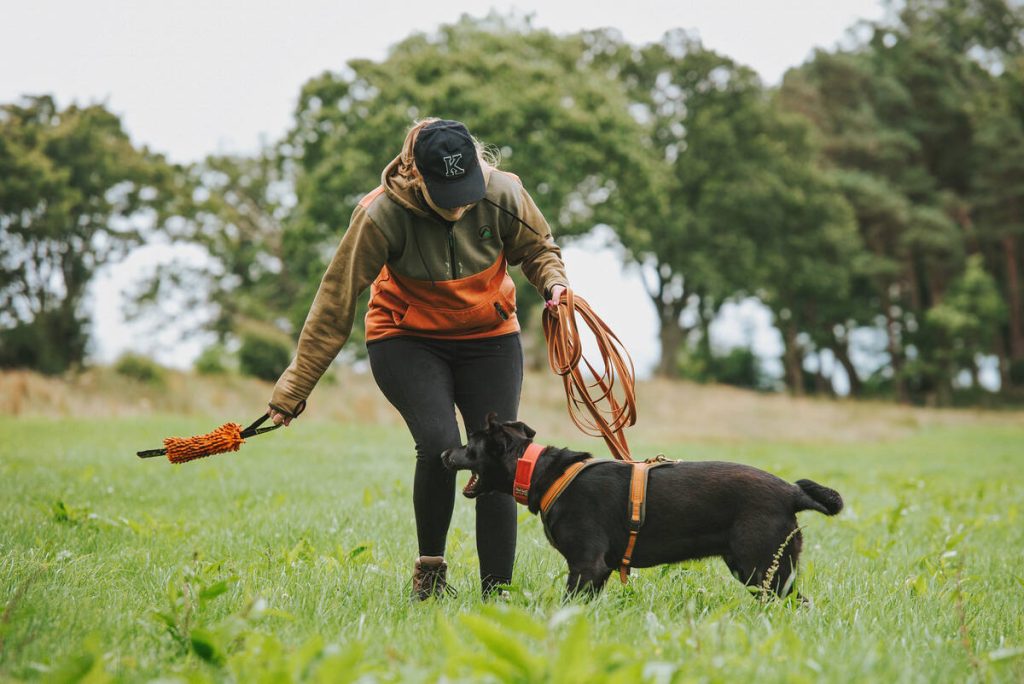 Black Labrador x Mantrailing