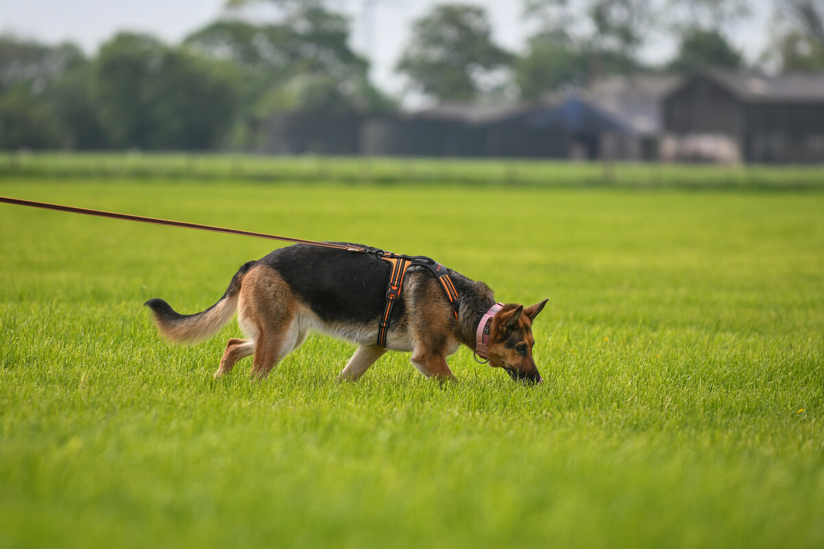 German Shepherd Tracking