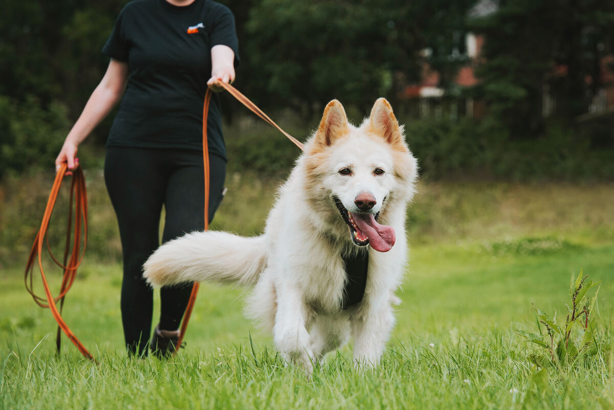 White German Shepherd Mantrailing on a Long Line on grass